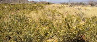 Image result for Euryops subcarnosus