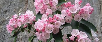 Pennsylvania State Flower The Mountain Laurel Proflowers Blog Mountain Laurel Kalmia Latifolia Flowers