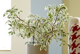 Image result for Ficus