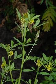 Image result for Melilotus indicus