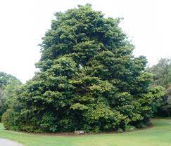 Well, here is one focusing on the real yellowwood or afrocarpus. Podocarpus Latifolius Wikipedia