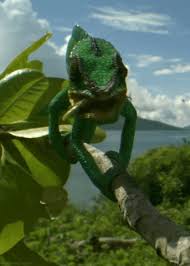 Panther Chameleon Care Cute Lizard Lizard Animals