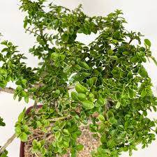 Image result for Premna senensis