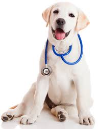 Maybe you would like to learn more about one of these? Home About Us Services Articles Links Faq Contact For Emergency Care Call 773 278 6019 Call 773 287 4841 Articles Home Articles Industry Statistics Trends Pet Ownership According To The 2011 2012 Appa National Pet Owners Survey