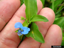 Image result for Commelina latifolia