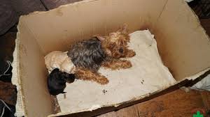 Novi pasji skrbnik ima na voljo obilo nasvetov, kako najbolje vzgajati mladiča. Srce Parajoc Oglas Proti Trgovanju S Pasjimi Mladici Zurnal24