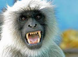 The Angry Monkey X Tiere