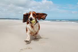 Image result for dog on the beach