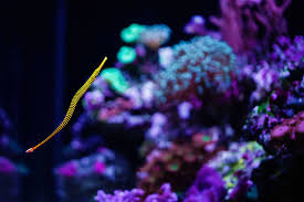 Birch Aquarium At Scripps Institution Of Oceanography La Jolla Ca Pipefish On Display At Birch Aquarium At Scripps La Jolla Ca Birch Aquarium Aquarium Aquatic Ecosystem