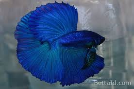 Vidio ini menjelaskan perbedaan ikan cupang halfmoon dan rosetail. Jual Ikan Cupang Halfmoon Blue Hm34 Betta Id