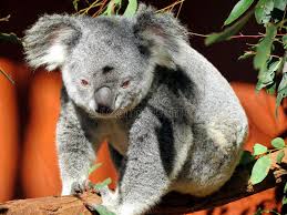 No interest if paid in full in 6 mo on $99+opens in a new window or tab* no interest if paid in full in 6 months on $99+. Kaola Stand Auf Einem Baum Still Stockbild Bild Von Australisch Baum 89843865