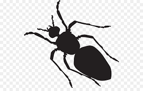 Download 810 gambar animasi semut hitam putih hd terbaik. Semut Taman Semut Hitam Stiker Gambar Png