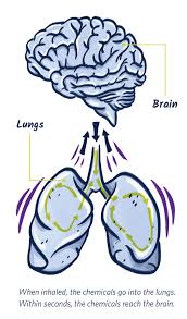 Mind Matters The Body S Response To Inhalants Nida For Teens