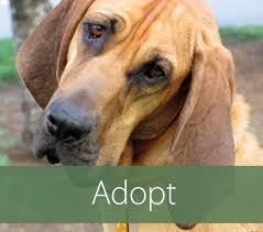 From manhattan to rochester and all over the empire state, pet health care treatments are more expensive than ever. Helping Hounds Dog Rescue