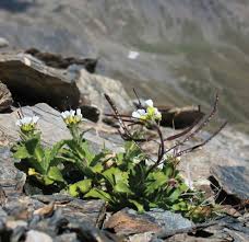 Image result for Arabis alpina