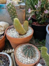 Image result for Monadenium laeve
