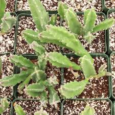 Image result for Stapelia gigantea