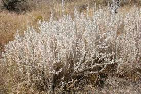 Image result for Cyanotis lanata