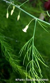 Image result for Asparagus officinalis