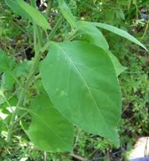 Image result for Solanum mauritianum