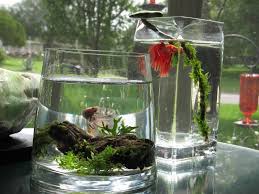 Large Vases With Simple Decorations Or Live Plants For Bettas Just Make Sure They Aren T Too Small Betta Fish Tank Fish Ponds Betta Fish