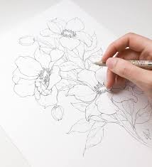 Wild Rose Line Illustration Floral Illustrations Fine Art Gifts Floral Drawing