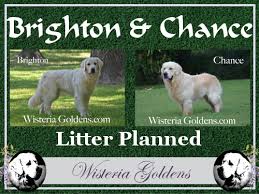 With more than ten plus years of breeding experience, we have successfully placed the healthiest, happiest and finest akc english cream golden retriever puppies throughout the pacific northwest. Available Puppies English Golden Retriever Wisteria Goldens