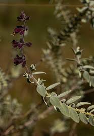 Image result for Syncolostemon oritrephes