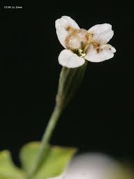 Image result for Chenolea diffusa