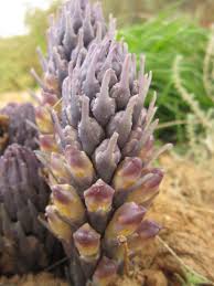 Image result for Cistanche tinctoria