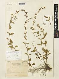 Image result for Platostoma