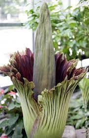 Photos Stinky Corpse Flower Blooms In Madison Higher Education Madison Com
