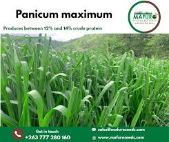 Image result for Panicum maximum