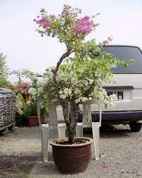 Tetapi ada banyak hal yang menjadi tak jauh beda dengan jenis bunga kertas yang lain, bunga ini dapat berbunga hampir di sepanjang musim dengan daun tetap kok walau memasuki. Bunga Kertas Bonsai Mc Nursery Bonsai Plants Bougainvillea