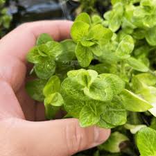 Image result for Eleocharis variegata