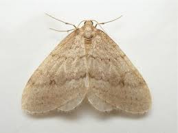 Image result for Operophtera fagata