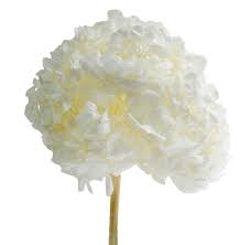 A common misconception is that hydrangeas are shade only plants, says stacey hirvela, horticulturalist with spring meadow nursery. Buy Preserved Hydrangea Verdissimo