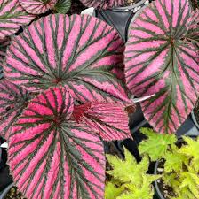 Image result for Begonia brevibracteata