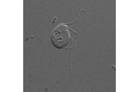 The features of eukaryotic cells are as follows: Missing Mitochondria Strange Eukaryotic Cell Lacks Powerhouse Csmonitor Com