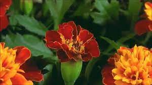 Blooming Flower Gif 8 By Hal Grey Hawk Brower On Make A Gif Blooming Flowers Flowers Bloom