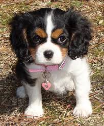 Pin On Cavalier Haircuts