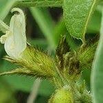 Image result for Ophrestia