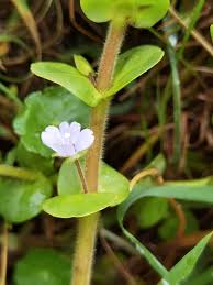 Image result for Bacopa hamiltoniana
