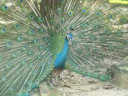 Flora dan fauna negara malaysia. Malaysia Flora Malaysia Flora And Fauna