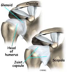 The muscles and tendons of the rotator cuff form a sleeve around the anterior, superior, and posterior humeral head and glenoid cavity of the shoulder by compressing the glenohumeral joint. Shoulder Anatomy Orthogate