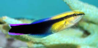 Yellow tangs with hawaiian cleaner wrasse. Something Fishy Aquarium Livestock Fish Hawaiian Cleaner Wrasse