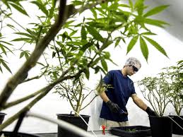 Growth stocks outperform value stocks* canopy growth down on deal to buy supreme cannabis* dow up 0.05%, s&p 500 up 0.40%, nasdaq up 0.96 canopy growth corp tsx:weed cgc.o , the world's biggest cannabis producer, said on thursday it will buy canadian rival supreme cannabis. Marijuana Madness Turns Into A Cannabis Crash Wsj