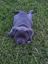 Blue English Staffy S Dogs Puppies Gumtree Australia Penrith Area Penrith 1174712650 Staffy Dog Dogs And Puppies Blue English Staffy