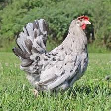 Olive Easter Egger Olive Egger Olive Egger Chicken Raising Turkeys