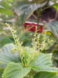 Image result for Laportea alatipes